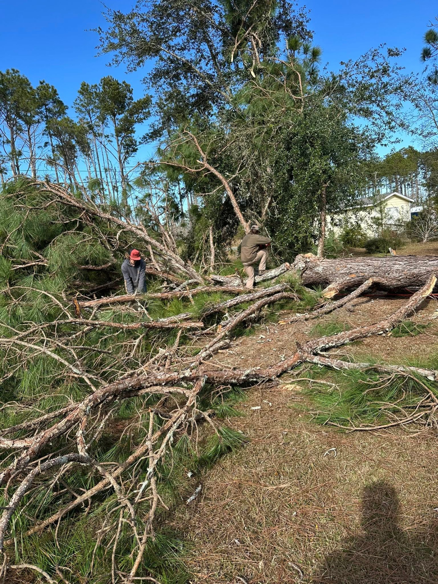Crew cutting up a large fallen pine