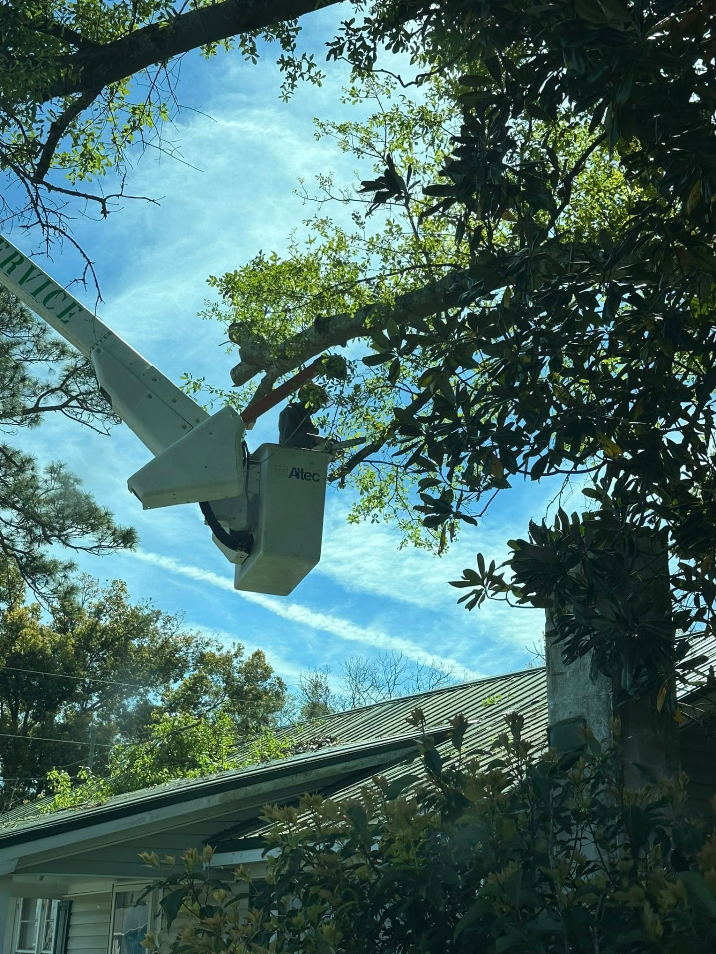 Bucket truck trimming a large oak against a blue sky
