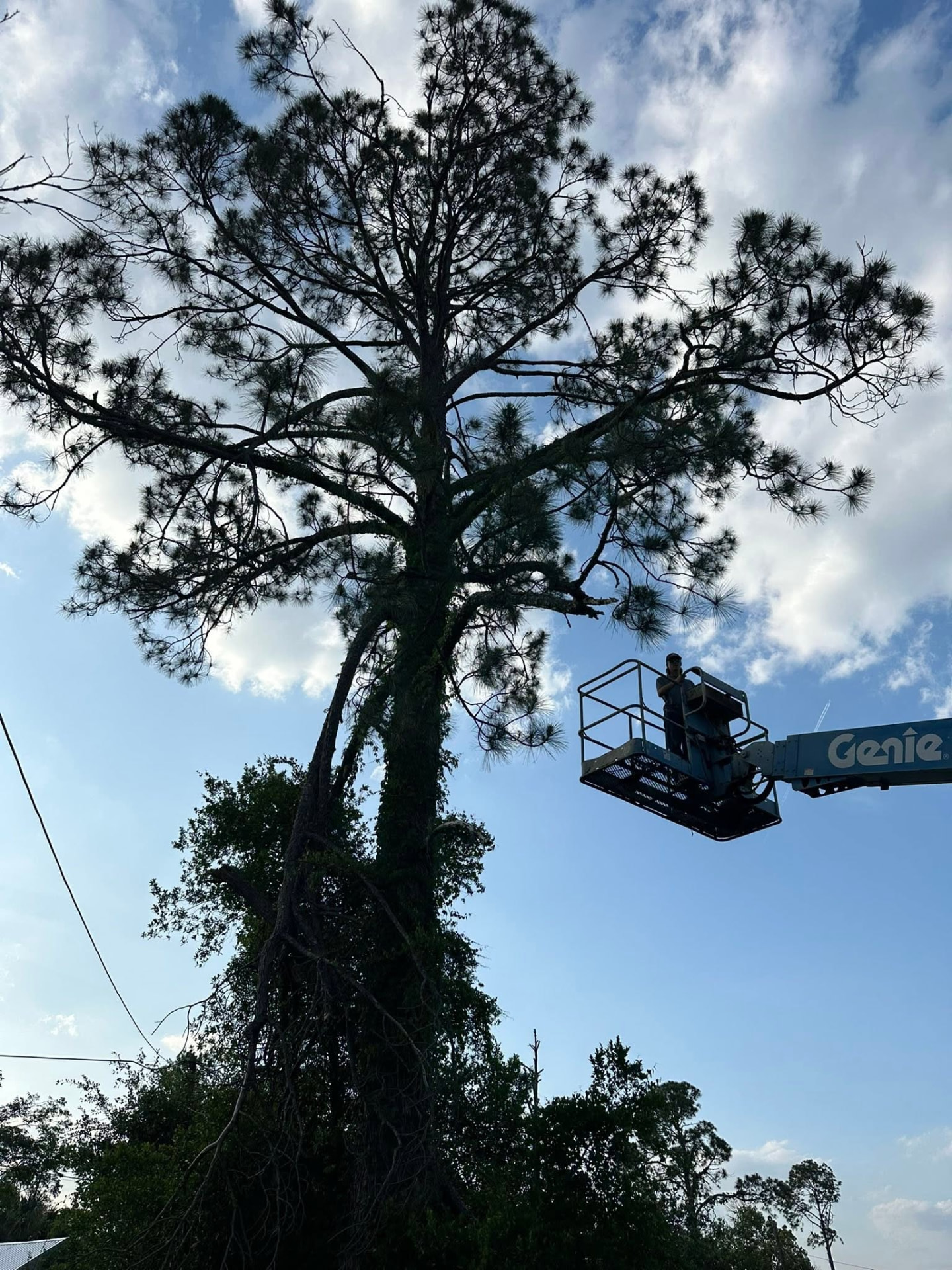 Worker in a lift removing a tall pine