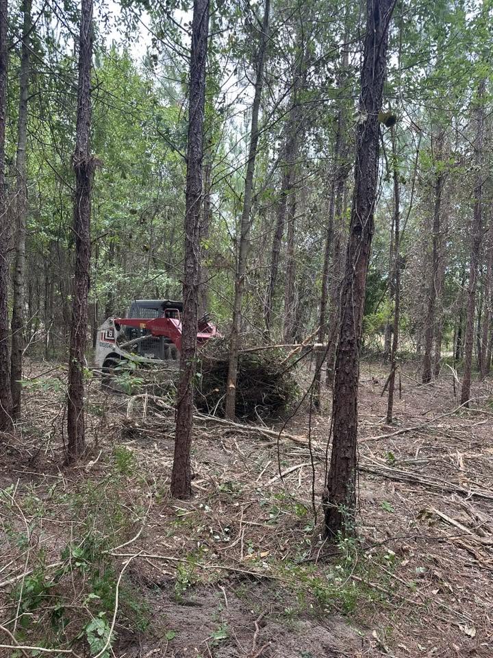 Skid steer mulching brush in a pine thicket