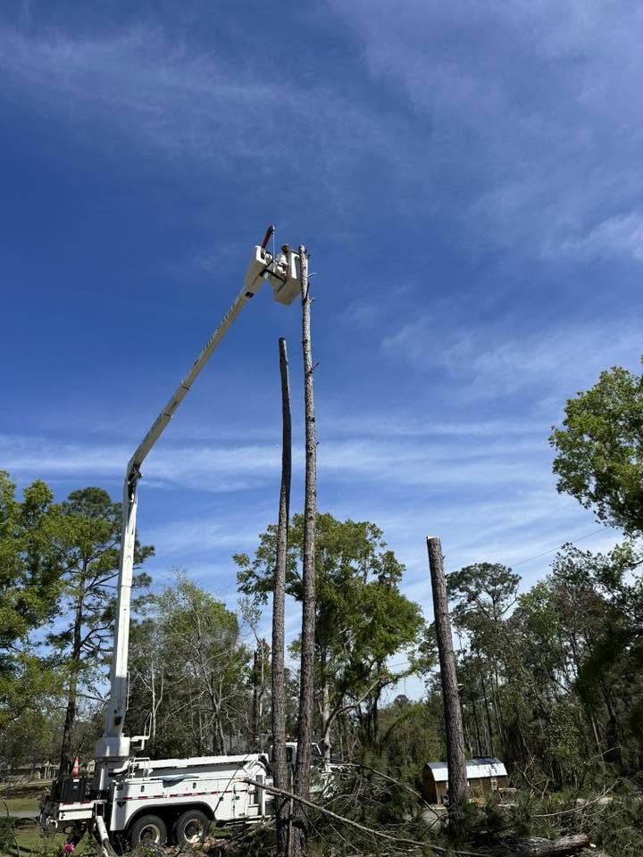 Bucket truck topping tall pines