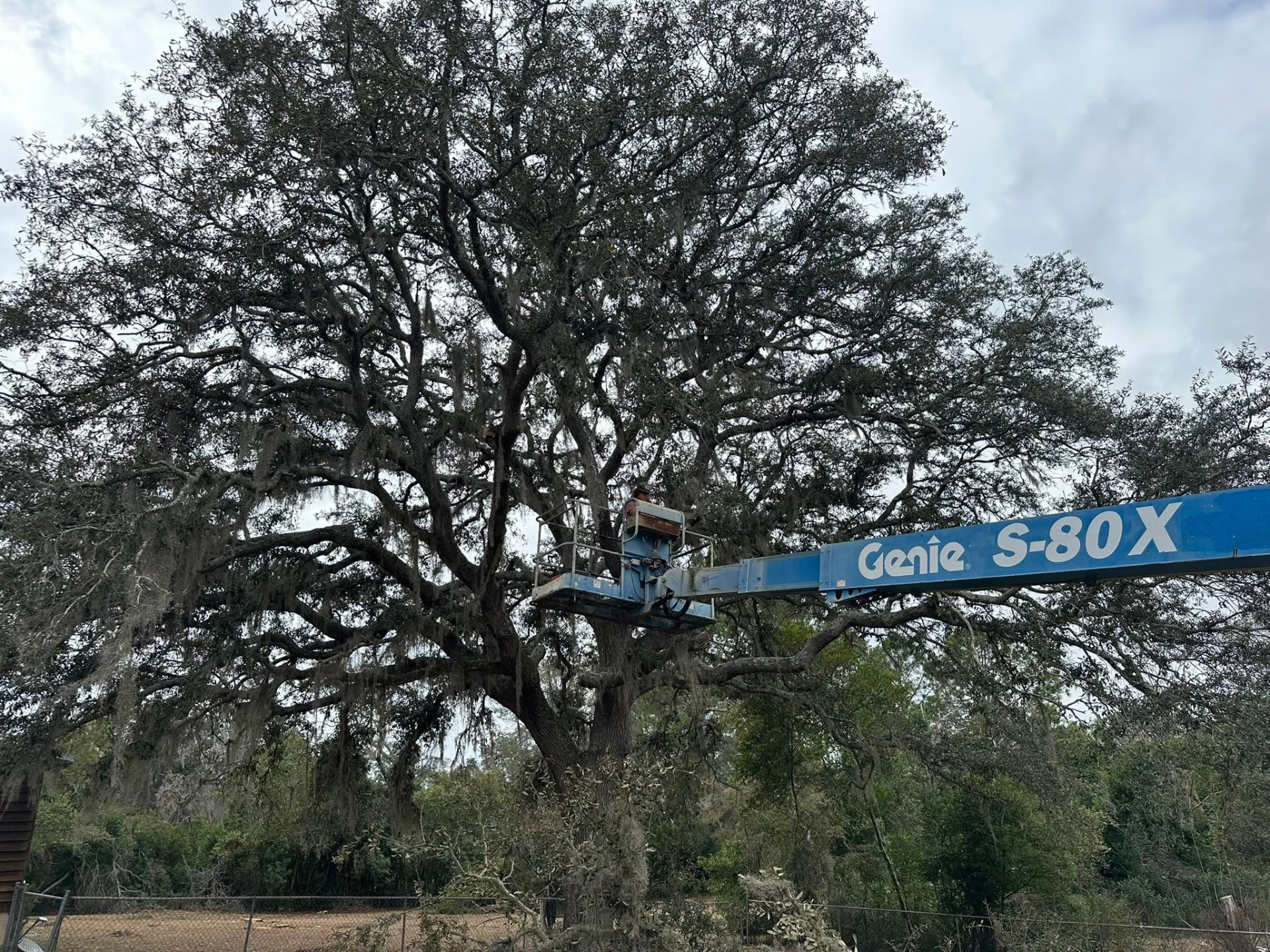 Lift bucket trimming a large live oak