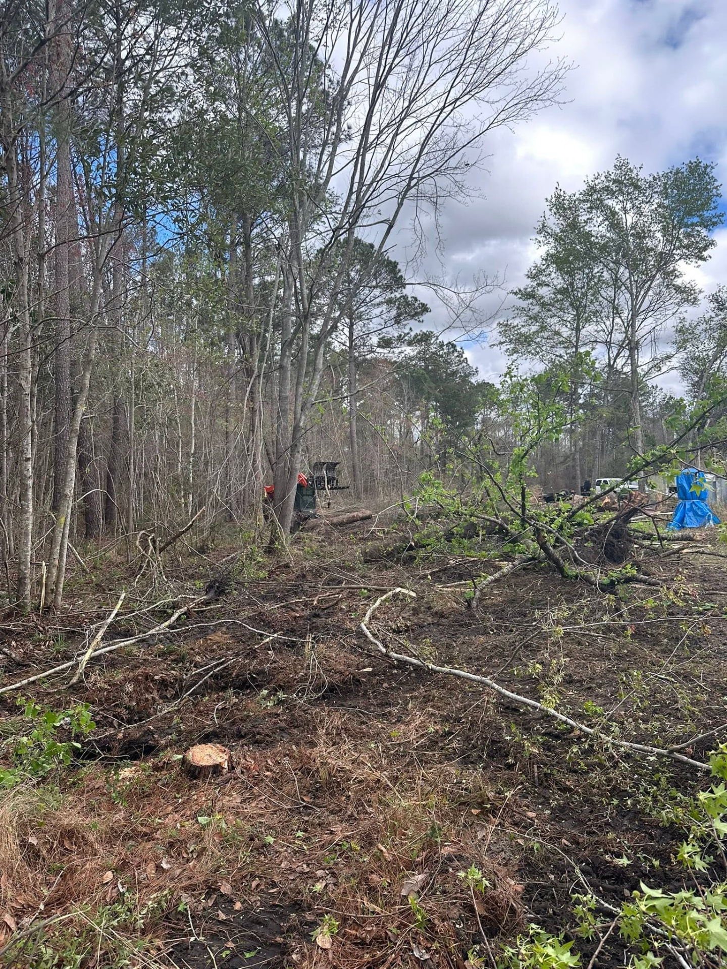 Wooded lot mid-clearing with felled trees