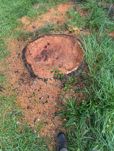 Stump Grinding
