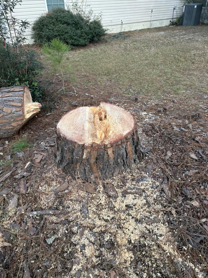 Large freshly cut stump in a backyard