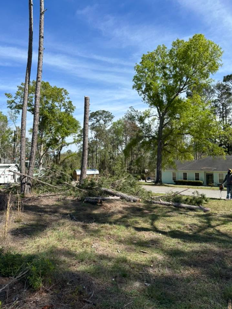 Tree Removal